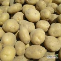Sprzedam ziemniaki żółte Soraya, pakowane w worki po 15kg.