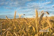 KUPIĘ KUKURYDZĘ SUCHĄ. GOTÓWKA

