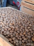 Sprzedam ziemniaki 35-50 lord świeży ok.10ton 