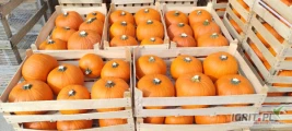 Sprzedam gomeza 1-4 kg ilości tirowe oraz piżmową ilość 8 ton 