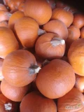 Sprzedam dynię halloween Gomez i spitfire,waga 1-3 kg