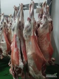 Tusze baranie i z kozy, mrożone lub chłodzone, surowiec posiada certyfikat IFS i Halal. Dostępne ilości paletowe lub tirowe. Odbiór...