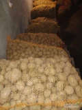 Sprzedam ziemniaki paszowe 2 200 kg. Ziemniaki spakowane w worki po 30 kg przebierane ręcznie bez kamieni i pacyn.