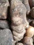 UWAGA!!!Przyjmę odbiorę za DARMO odpady ziemniaka paszowe mieszanka wedlowska bez kamieni ,piasku i zgnitych,Rolnicy, Pakowacze ,...