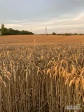 Dzień dobry, mam na sprzedaż ok 180 ton pszenicy ozimej z zeszłorocznych zbiorów. Białko 12,6%, zboże wolne od szkodników. 