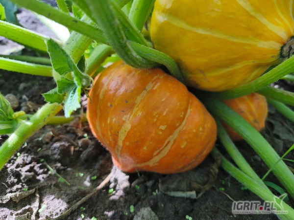 /images/posts/2025/07/2034164/c4ktpQbfS3blGZI4tREPi0DYgFdBJ0ooKOha0uXu.jpeg