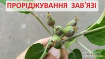 ПРОРИВКА ЯБЛУК беремо від 1 місяця