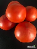Oferuję bardzo smaczne, duże mięsiste pomidory, różne odmiany okrągłe i podłużne&nbsp;duże ilości - cena do uzgodnienia&nbsp;zapraszam do...