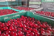Witam, kupię wiśnię z przeznaczeniem na mrożenie, szybka płatność.
