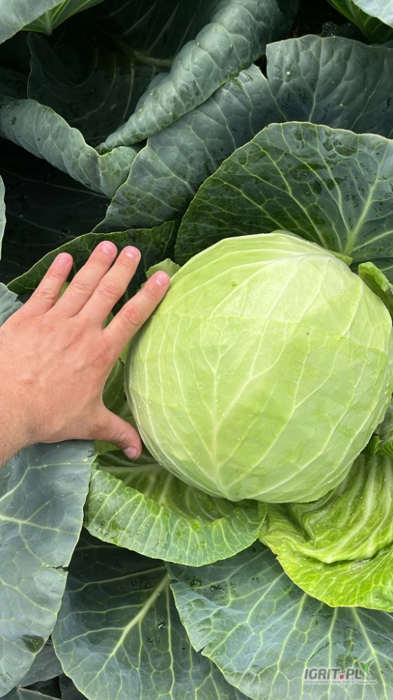 /images/posts/2025/07/2034518/wQGSkzOZayvV7r8vby7D0zbnXR3DdRgSRDjCfcyz.jpeg
