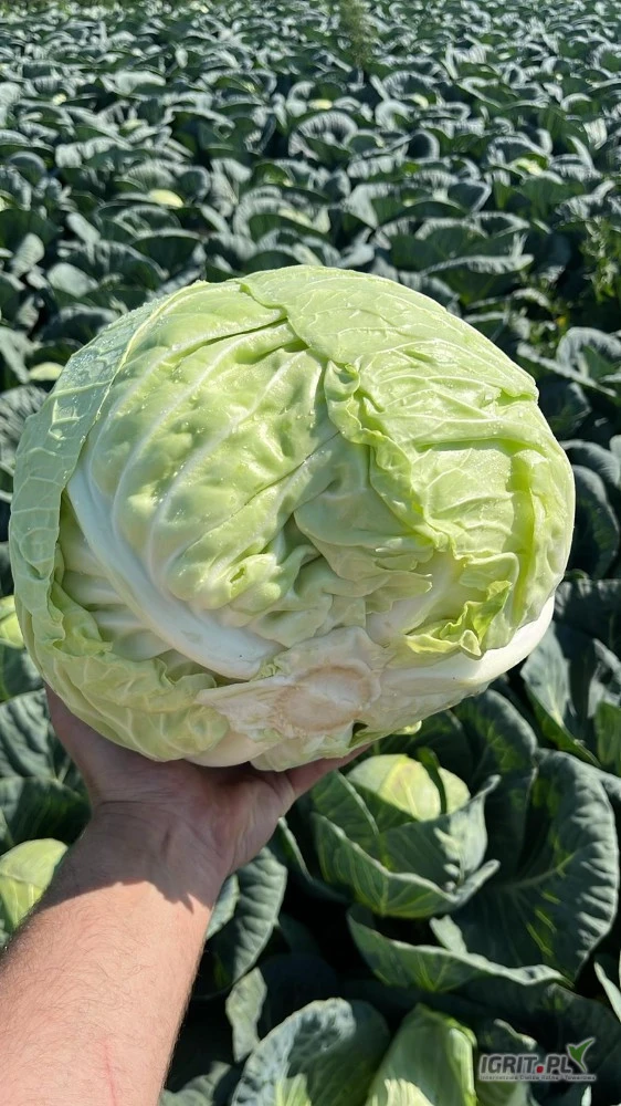 /images/posts/2025/07/2034518/XVtiL9jmWGdxdF4Zg5wS6u4btgXsyLLqRZ1u7iln.jpeg