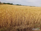 Witam sprzedam słomę pszenną z 14 ha ładny towar 180 zł za tonę do sprasowania. Lokalizacja Gm Lubraniec 87-890 -Topólka