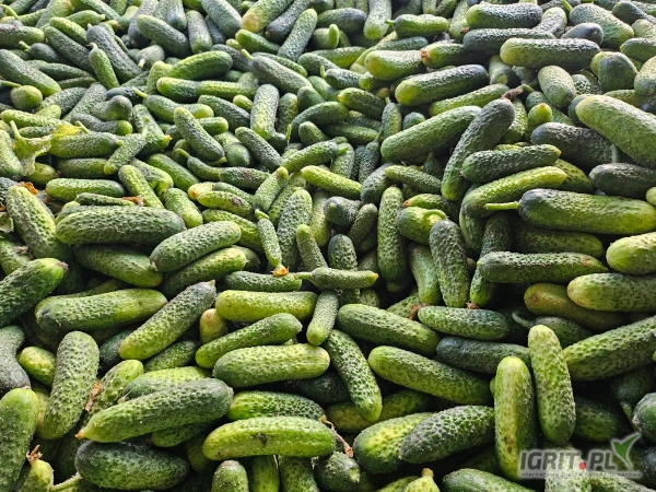 /images/posts/2025/07/2034635/ImDSraj9w2dvPReV8L3ckLuVLlyrf6il7YUMmFaE.jpeg