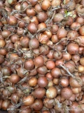 Sprzedam cebulę drobną kaliber 4-5 do pakowania obierania cebula fazorowana&nbsp;