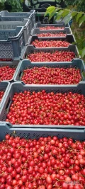 Sprzedam czereśnie stocatto. Aktualnie 1300kg. W trakcie zbioru. Towar w chłodni. 