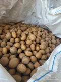 Sprzedam ziemniaki sadzeniaki 35-45 soraya 6 ton i jurek 2,5 ton po 2 zł 