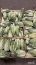 Sprzedam pekińską. 0,6-1,5 kg. Przy zamówieniu 10-12 palet mogę dowieść. Szykuje tylko w skrzynkę jak na zdjęciach.