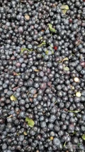 Sprzedam jagody czarny original w workach 25kg . Znajduje się w Białej Podlaskiej. Zadzwoń pod numer +380984081130 lub napisz na...