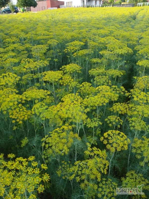 /images/posts/2025/07/2035129/Uz7zo73slPNS0tAUjDG3TkCMZAhaod4O8e2NjMlg.jpeg