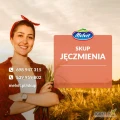 Jęczmień nowe zbiory 2025 - dostawa: lipiec, sierpień, wrzesień - 750 pln netto   
