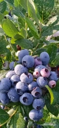 sprzedam borówkę amerykańską 20zł/kg cena do negocjacji, luzem lub spakowane po 250g, (proszę pisać sms gdyby nitk nie odbierał)