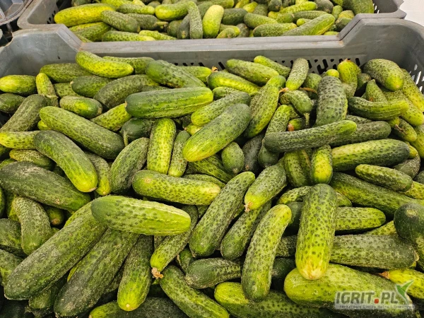 /images/posts/2025/07/2035455/u30X1IvYeFZVHypAqBsPoMs65hzA6yfyFhKPXGkE.jpeg