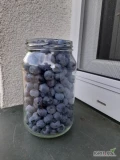 Sprzedam borówke amerykańską bez oprysków z własnej plantacji ok 40 kg dziennie. 20zl/kg 