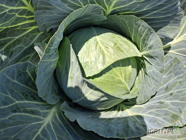 /images/posts/2025/07/2035519/LSdugNR4hQxmoKFtKVhUNRndlDvLYQzrO7VBCynd.jpeg