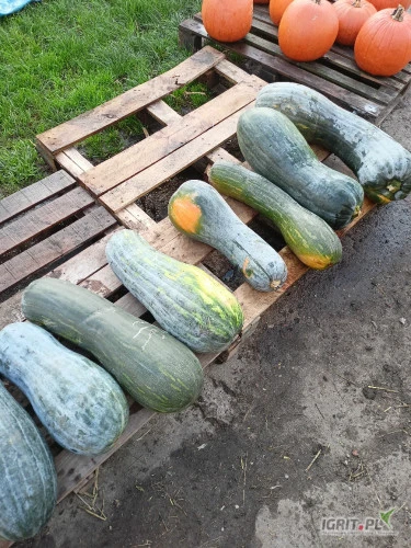 /images/posts/2024/10/1926708/Xc13q3zBtWsaHmM1VLeRhwGrpZ6mHVo9cAeutg2R.jpeg