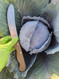 Sprzedam kapuste czerwoną od 1-3kg .duża ilość. Wiecej pod nr tel