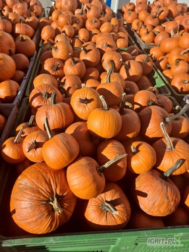 /images/posts/2024/10/1925638/HWfmrgWlXJe56kMcEXkwdlOh2fHFdtIbIQg6LQF1.jpeg