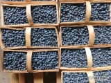 Sprzedam wieczorem Bluecropa. Około 100-120 kg. Możliwość dowozu 