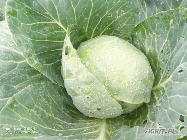 /images/posts/2025/07/2035986/9NWfOZZkhFPYKqD1CtGZRWss85m9VJ7s0yoP7z4S.jpeg
