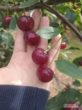 Sprzedam wiśnie groniasta oraz w późniejszym terminie łutòwke. Wiśnia ładna gruba i czysta. Zapraszam do obejrzenia.