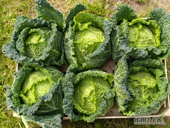 /images/posts/2025/07/2036312/xCX5Oikfsq69rzVpYqFei2rr64eT3i67OZF471iX.jpeg