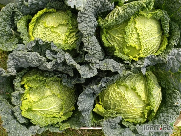 /images/posts/2025/07/2036312/gnPw6LVYbNng30MYBZF1eUfRKpiYjBbtKtq77Lf5.jpeg