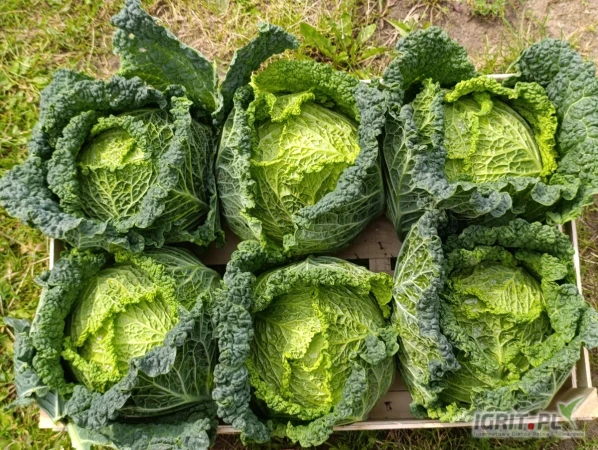 /images/posts/2025/07/2036312/lysJvKjIy3OE4db0RX1KwDYcD1xVfLGIanDkHXa4.jpeg