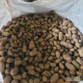Sprzedam ziemniaki odpadowe bez zgniłych i kamieni cena 300 zl za tone luzem albo 6zl/15kg