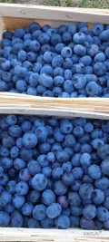 Sprzedam około 200kg borówki Bluecrop. Dzisiejszy zbiór.  