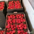 Sprzedam 700 kg Truskawki tunelowej z rynny ,,Hademar" z dzisiejszego zbioru, pakowana w puynetki 500gram i czarny karton.  Certyfikat +...