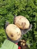 witam. ukopie ziemniaki odmiana denar werbena surmia  towar ładny   . ładowane na palety lub worki luzem tel 600118466
