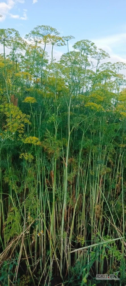 /images/posts/2025/07/2036722/Drc3aj0jZcsfO6Uj4dcOGy2IRCdzPDmjNV6wrS20.jpeg