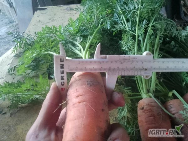 /images/posts/2025/07/2036869/Oe37mmCOFlMBYPjsBmJIqB1AyOiflvoviXWAFXtp.jpeg