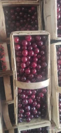 Sprzedam ok 400kg wiśni Nefris,dzisiejszy zbiór, wiśnia zdrowa, duża,zapraszam i  260kg śliwku wczesnej Węgierki -Katinki.Lokalizacja...