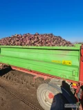 Sprzedam burak 4-16 wodan siany pod koniec maja  pakowany prosto z kopca po 40 gr za kg możliwość przesortowania 
