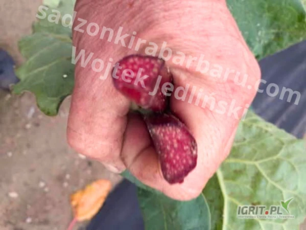 /images/posts/2025/07/2037495/JbkfSfJldvKm8JyYf1I8z31M42ZCC9yJ6oPZpIji.jpeg